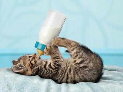 猫咪喝纯牛奶怎么办(给猫咪喝了一点纯牛奶怎么办)