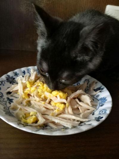 猫为什么不喜欢吃虾(谢谢我不喜欢吃虾表情包)