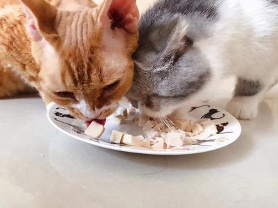 猫为什么不喜欢吃虾(谢谢我不喜欢吃虾表情包)
