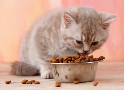 猫打完针后不能吃什么东西怎么办