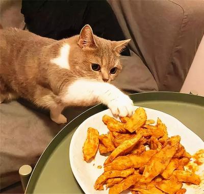 猫打完针后不能吃什么东西怎么办
