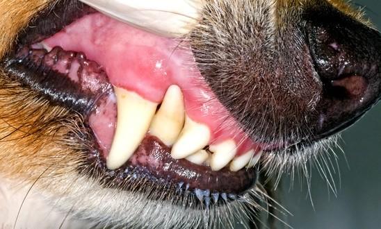 狗狗牙龈炎图片图片