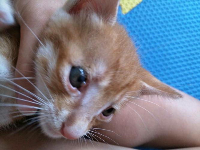 小猫眼圈红(小猫眼圈红了,滴生理盐水可以吗)