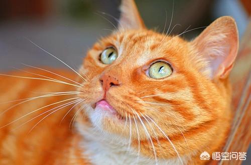 如何给猫咪上眼药水(猫咪可以滴人类的眼药水吗)