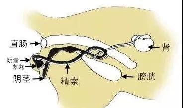 猫的繁殖过程图片