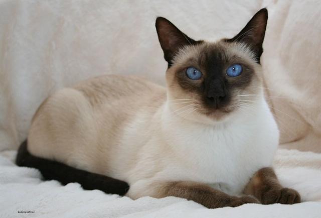 暹罗猫是瘦猫,基本不会发腮,所以它的身材很苗条,很多人想要把暹罗