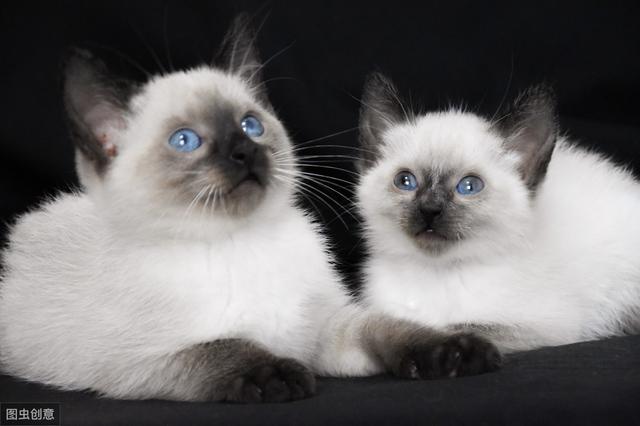 虽然在刚出生的是时候同样色白色,但是随着时间变化,暹罗猫的颜色会