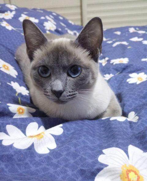 蓝虎斑暹罗猫图片