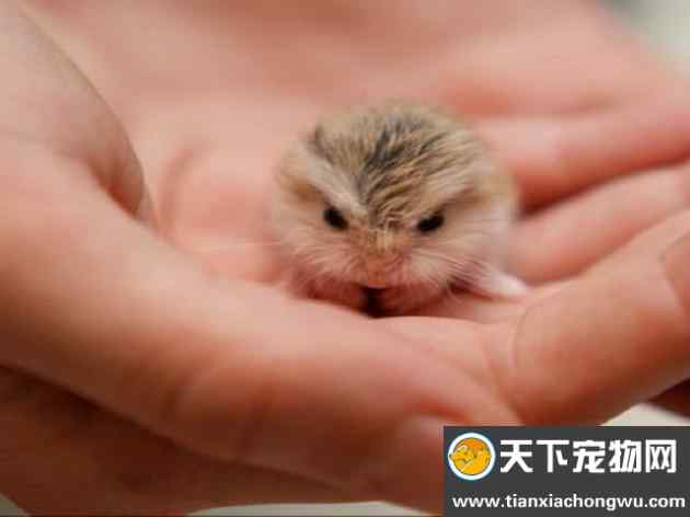世界上最小的猫 可爱图片