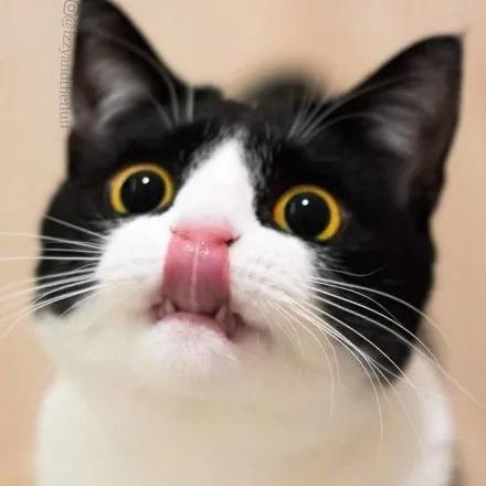猫咪脸红流鼻血图片图片
