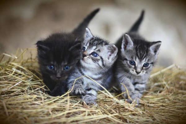 生过小猫的猫的寿命(母猫生小猫会影响寿命吗?)