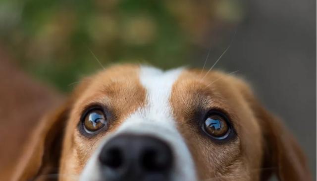 狗狗眼睑长肉瘤(上眼睑长了一个肉瘤状突出物)