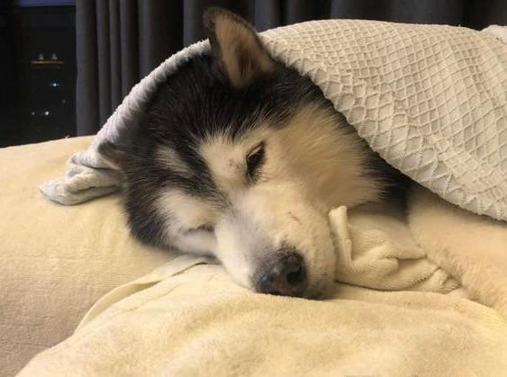 哪些狗狗晚上睡觉需要盖被子呢?
